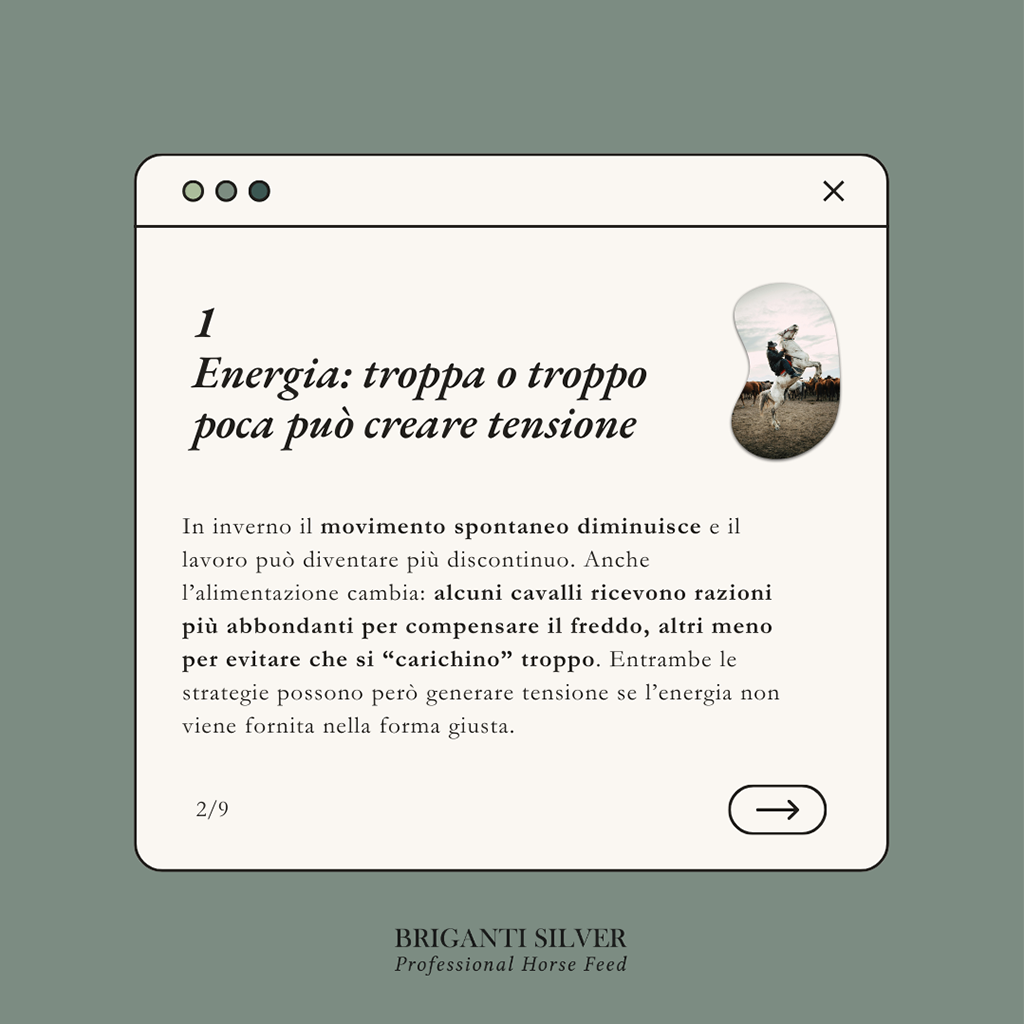 chevaux chauds et nerveux en hiver 2