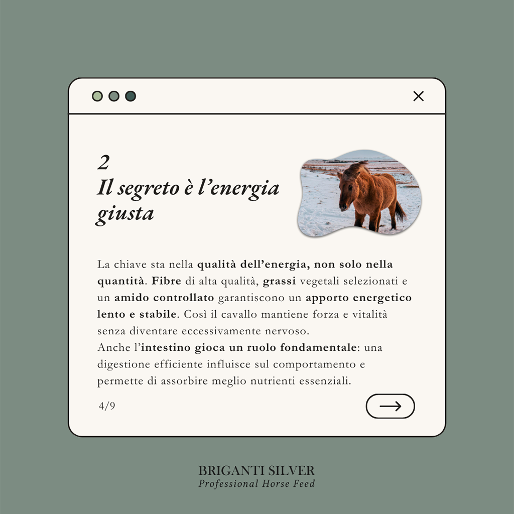 chevaux chauds et nerveux en hiver 4