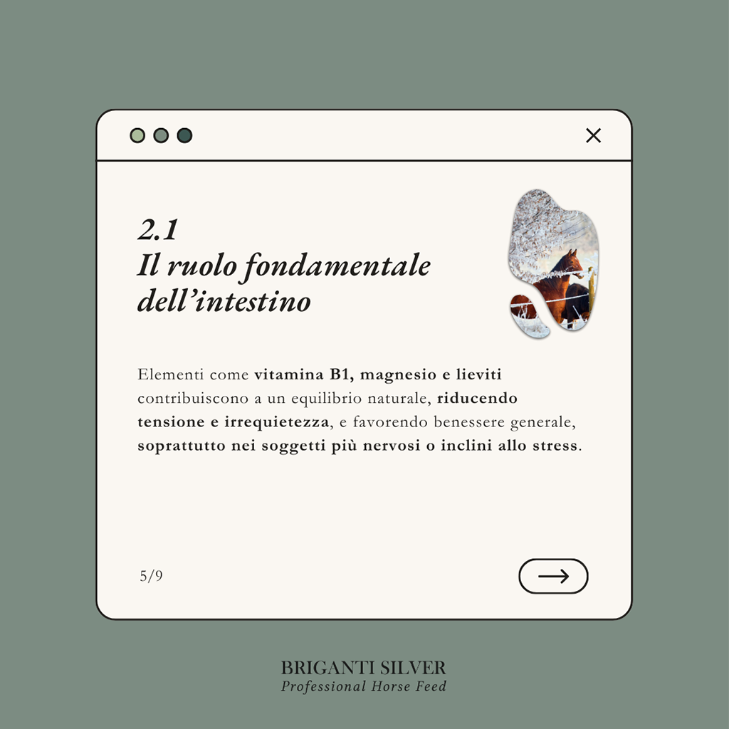 chevaux chauds et nerveux en hiver 5