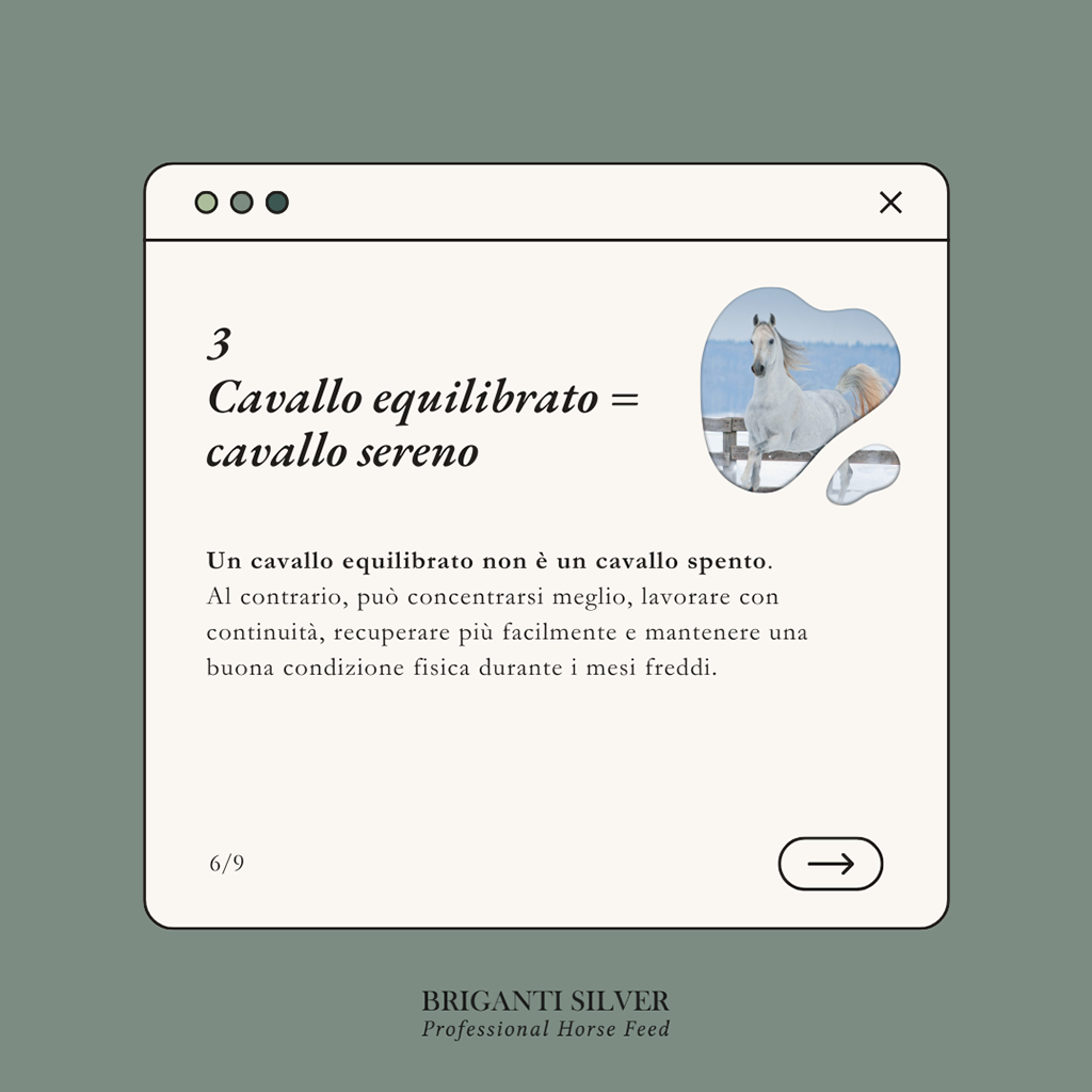 chevaux chauds et nerveux en hiver 6