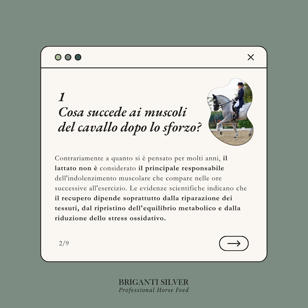Recupero muscolare cavallo 2