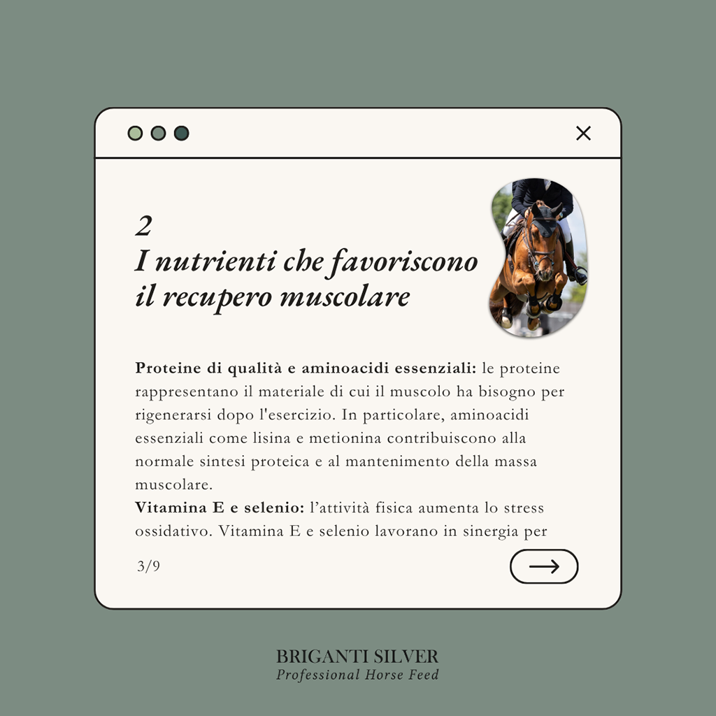 Recupero muscolare cavallo 3