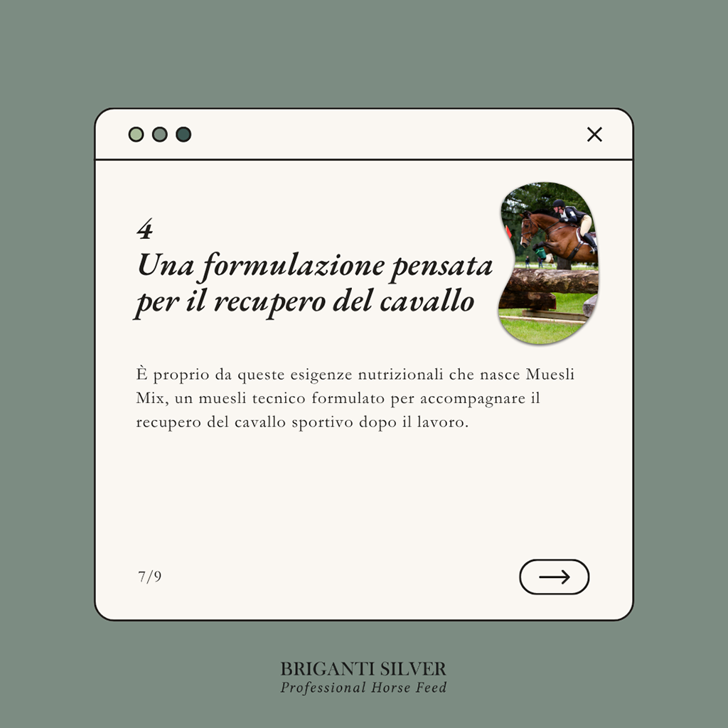 Recupero muscolare cavallo 7