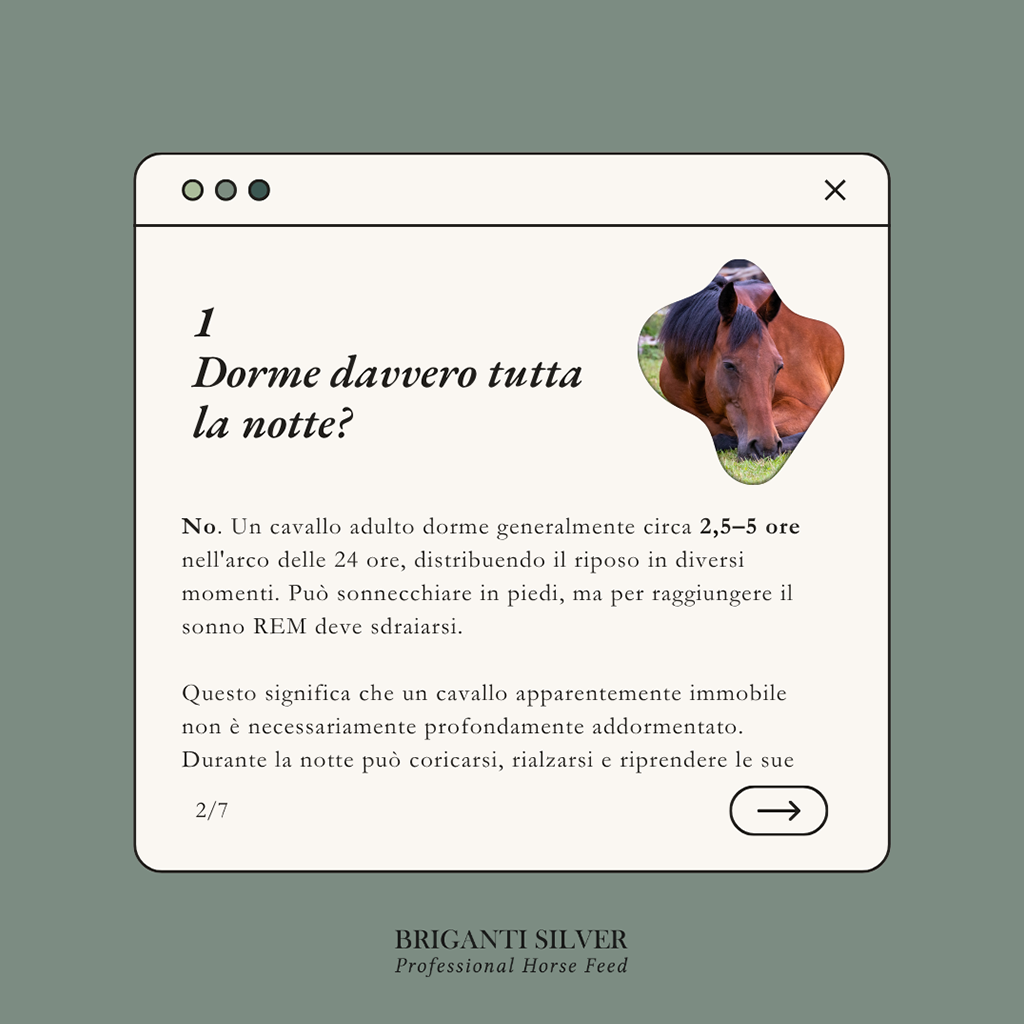 Dorme davvero tutta la notte? Un cavallo adulto dorme circa 2,5-5 ore nell'arco delle 24 ore e per il sonno REM deve sdraiarsi