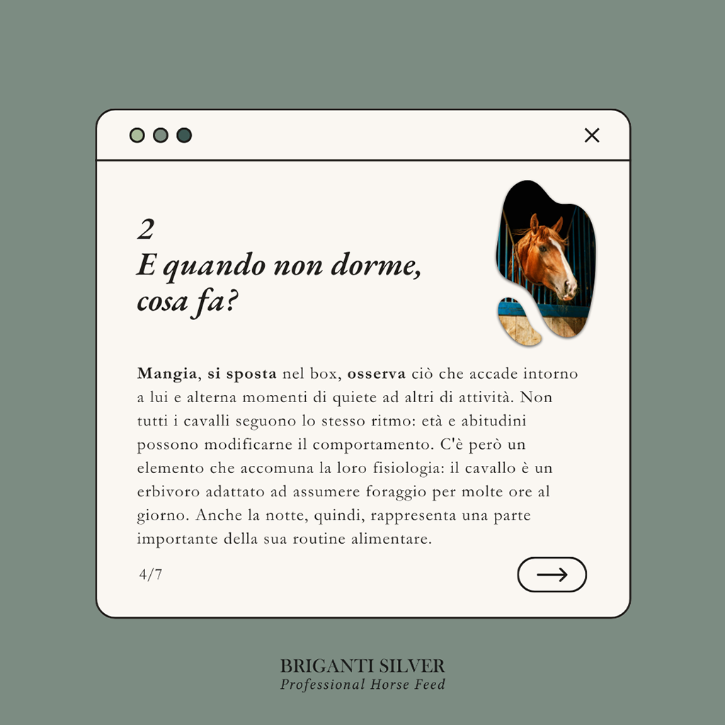 E quando non dorme, cosa fa? Il cavallo mangia, si sposta nel box e osserva: è un erbivoro adattato ad assumere foraggio per molte ore