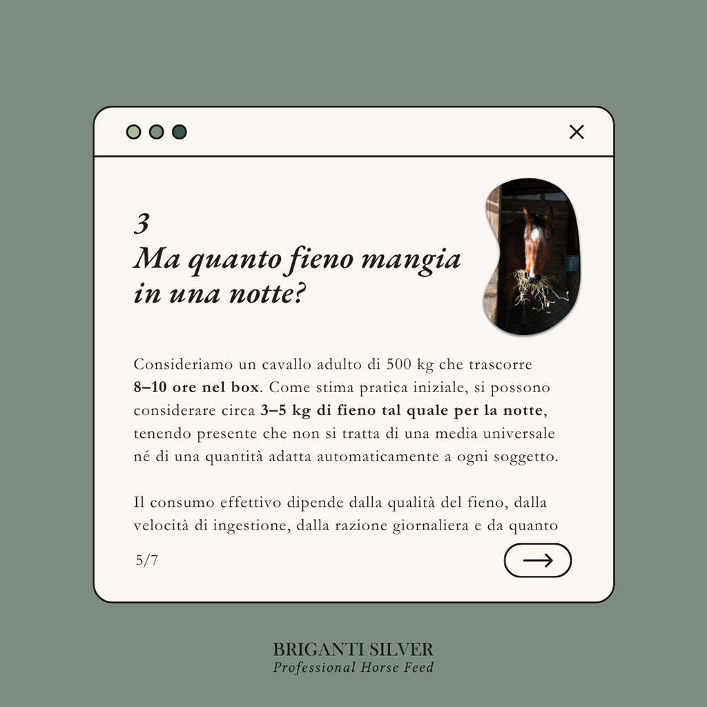 Quanto fieno mangia un cavallo in una notte? Per un cavallo di 500 kg in box 8-10 ore, circa 3-5 kg di fieno tal quale